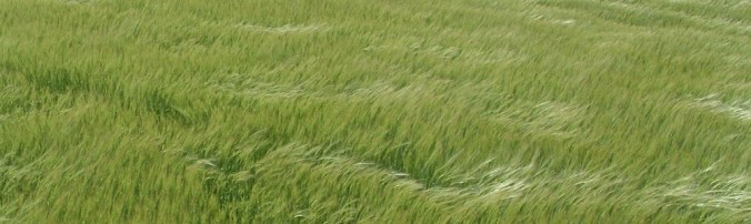 Scotland-Arbrouth-grass-header