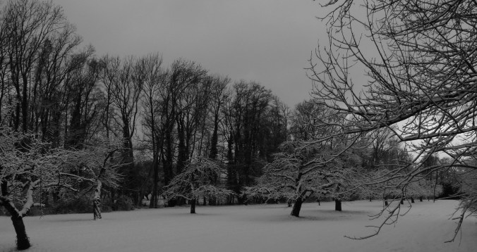 winter-snow-trees-bw